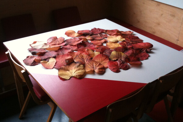 Dan's leaf collection on a table in the kitchen.