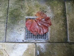 Leaf on the drain, front courtyard.