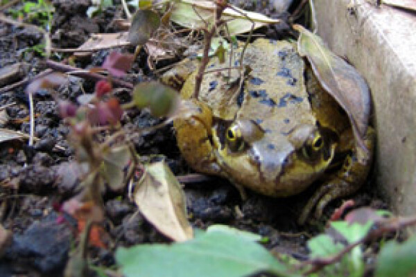 A frog amongst some leaves.